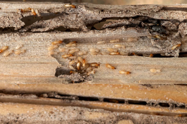Best Flea Control Services  in Corydon, IN